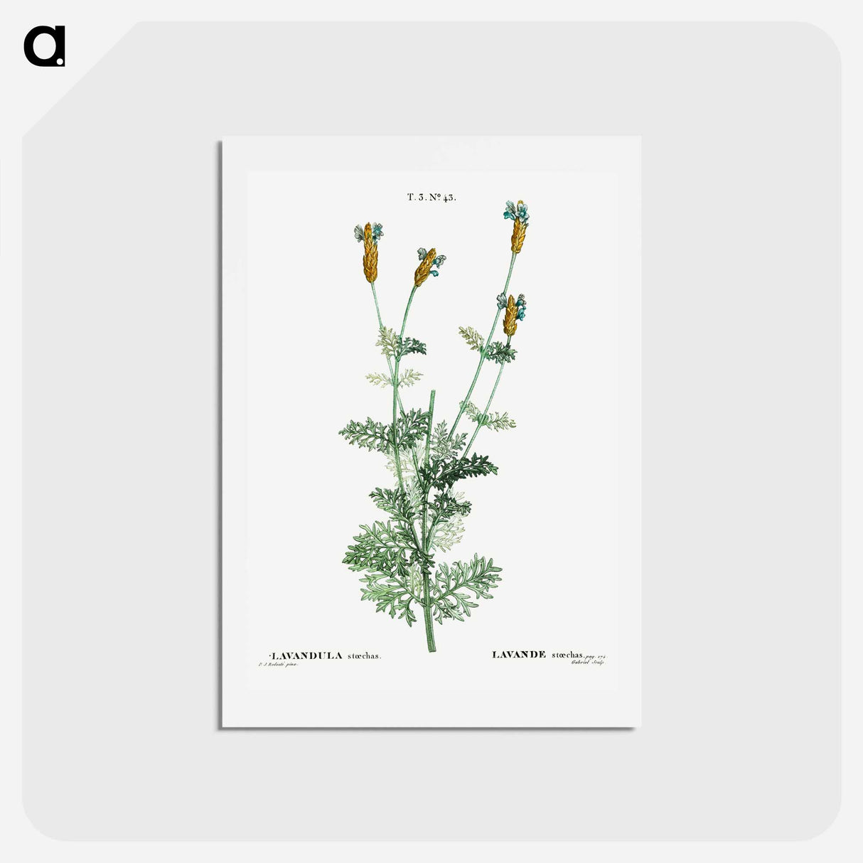 アートポストカード-Spanish lavender - ピエール ジョゼフ ルドゥーテ Postcard.