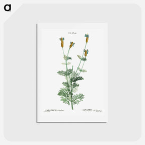 アートポストカード-Spanish lavender - ピエール ジョゼフ ルドゥーテ Postcard.