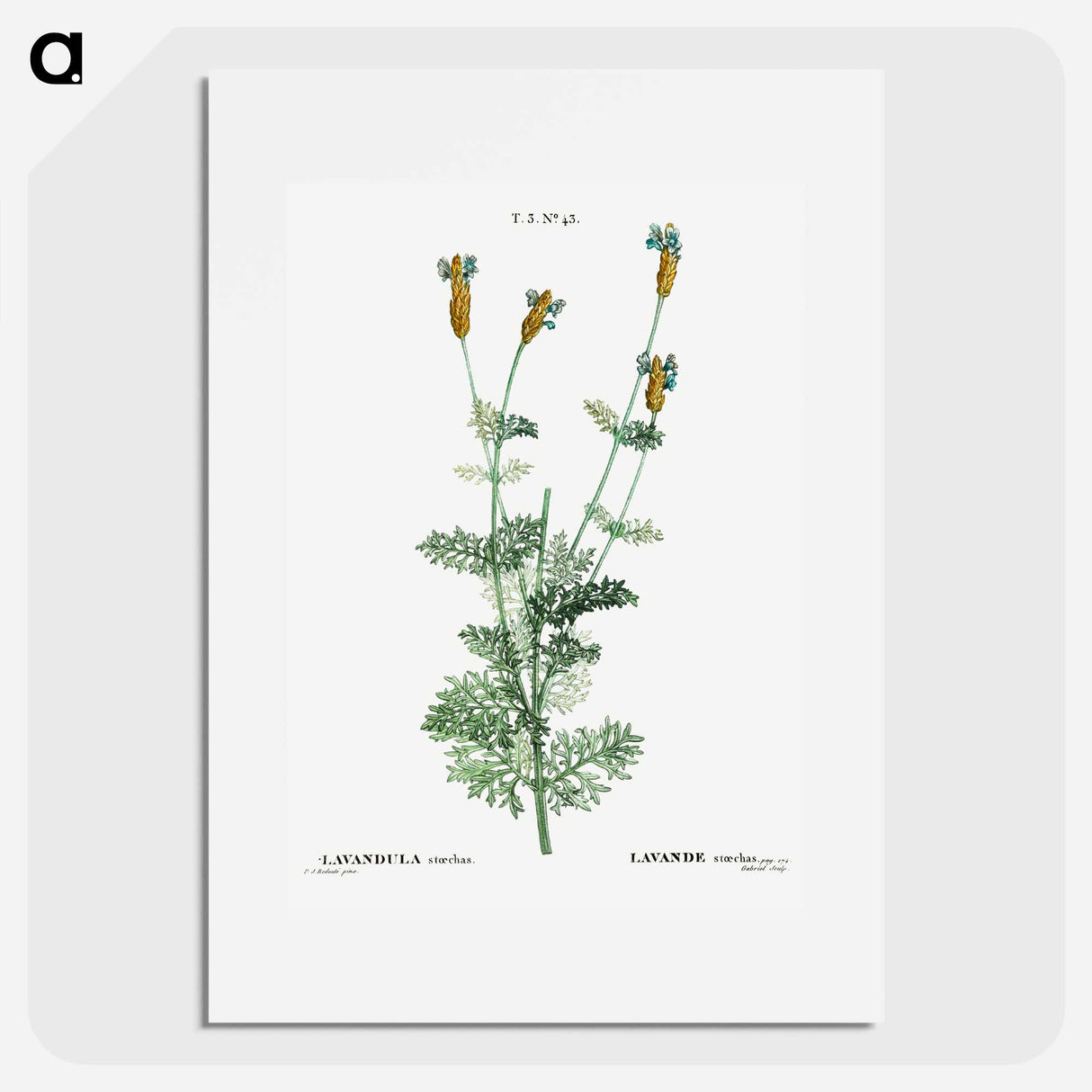 Spanish lavender - Pierre Joseph Redouté Poster.