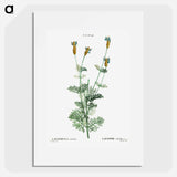 Spanish lavender - Pierre Joseph Redouté Poster.