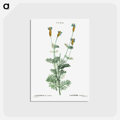 アートポストカード-Spanish lavender - ピエール ジョゼフ ルドゥーテ Postcard.