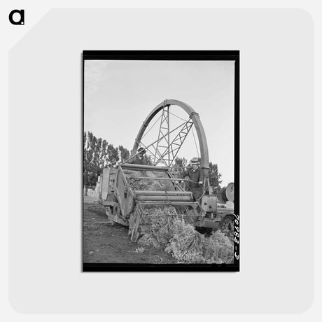 アートポストカード-Guayule Harvester Demonstration
 - ラッセル リー Postcard.