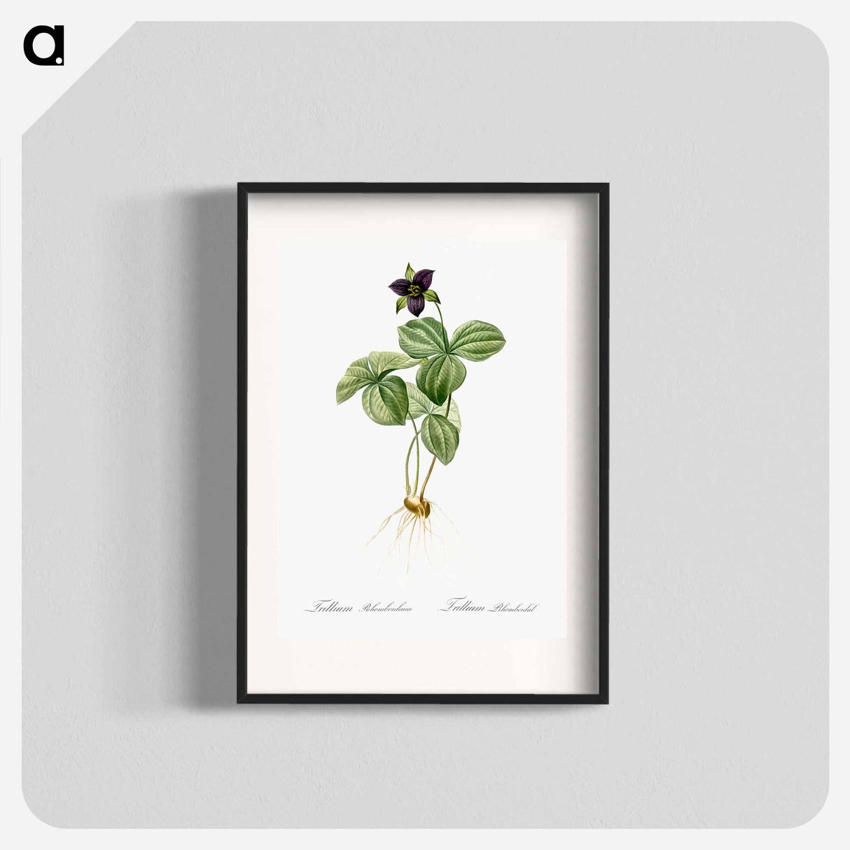 Trillium rhomboideum illustration - Pierre Joseph Redouté Poster.