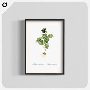 アートポスター-Trillium rhomboideum illustration - ピエール ジョゼフ ルドゥーテ Poster.