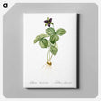 アートパネル-Trillium rhomboideum illustration - ピエール ジョゼフ ルドゥーテ Canvas.