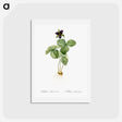 アートポストカード-Trillium rhomboideum illustration - ピエール ジョゼフ ルドゥーテ Postcard.