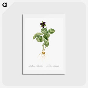 アートポストカード-Trillium rhomboideum illustration - ピエール ジョゼフ ルドゥーテ Postcard.