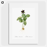 Trillium rhomboideum illustration - Pierre Joseph Redouté Poster.