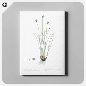 アートパネル-Aphyllanthes monspeliensis illustration - ピエール ジョゼフ ルドゥーテ Canvas.