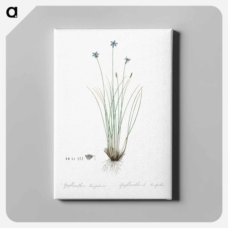 アートパネル-Aphyllanthes monspeliensis illustration - ピエール ジョゼフ ルドゥーテ Canvas.