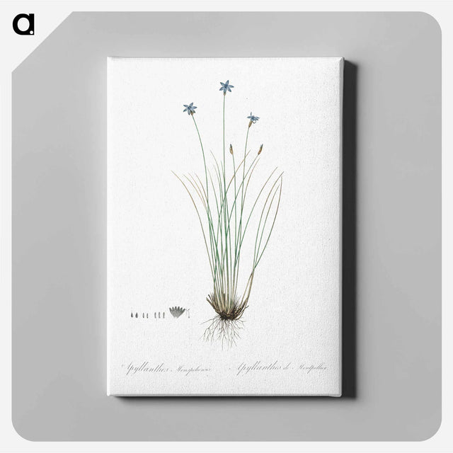 アートパネル-Aphyllanthes monspeliensis illustration - ピエール ジョゼフ ルドゥーテ Canvas.