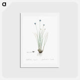 アートポストカード-Aphyllanthes monspeliensis illustration - ピエール ジョゼフ ルドゥーテ Postcard.