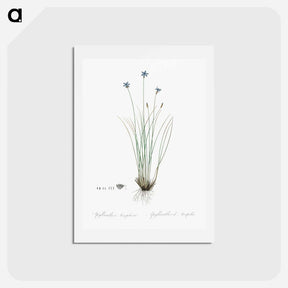 アートポストカード-Aphyllanthes monspeliensis illustration - ピエール ジョゼフ ルドゥーテ Postcard.