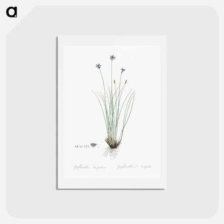 アートポストカード-Aphyllanthes monspeliensis illustration - ピエール ジョゼフ ルドゥーテ Postcard.