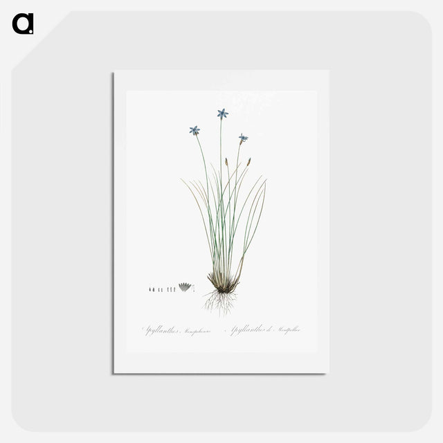 アートポストカード-Aphyllanthes monspeliensis illustration - ピエール ジョゼフ ルドゥーテ Postcard.