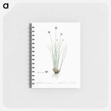 Aphyllanthes monspeliensis illustration - ピエール ジョゼフ ルドゥーテ Memo.