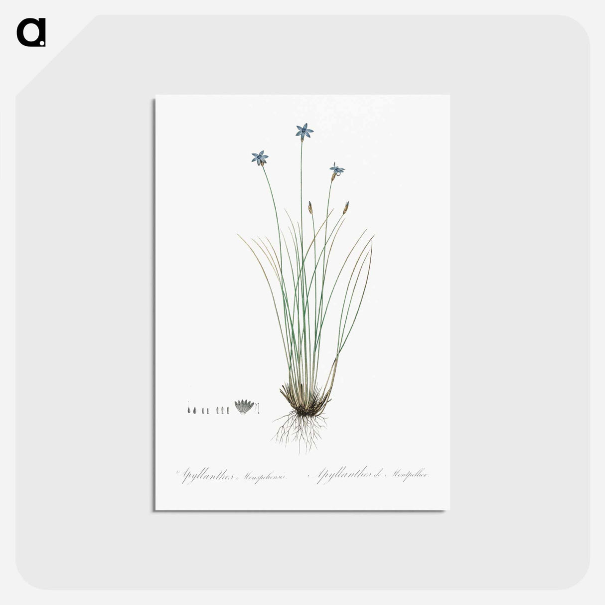 アートポストカード-Aphyllanthes monspeliensis illustration - ピエール ジョゼフ ルドゥーテ Postcard.