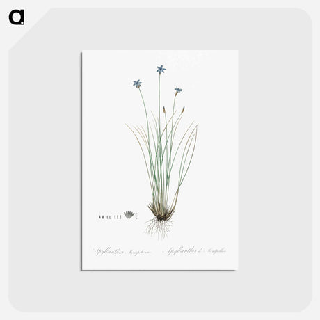 アートポストカード-Aphyllanthes monspeliensis illustration - ピエール ジョゼフ ルドゥーテ Postcard.