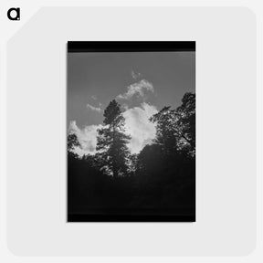 アートポストカード-Shasta County Trees and Clouds
 - ラッセル リー Postcard.