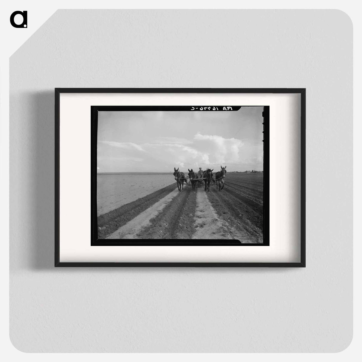 West Texas farmer replanting cotton - ドロテア ラング Poster.