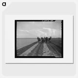 West Texas farmer replanting cotton - Dorothea Lange Poster.