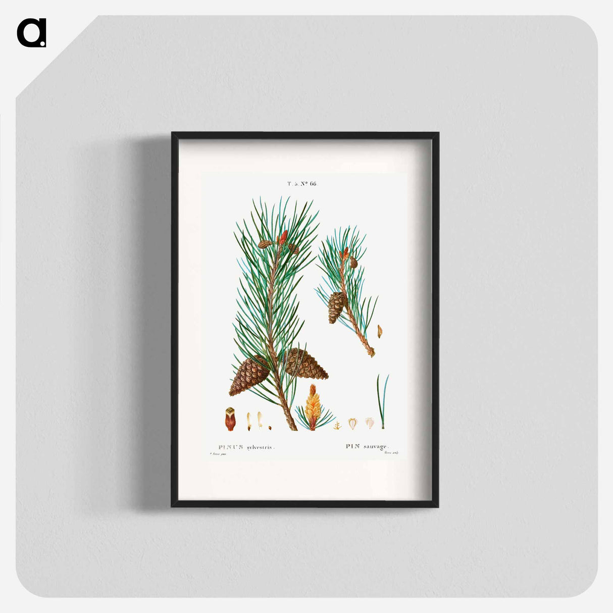 Scots pine - Pierre Joseph Redouté Poster.