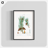 Scots pine - Pierre Joseph Redouté Poster.