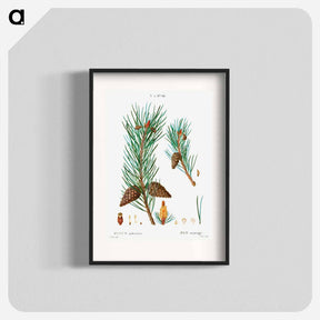 アートポスター-Scots pine - ピエール ジョゼフ ルドゥーテ Poster.