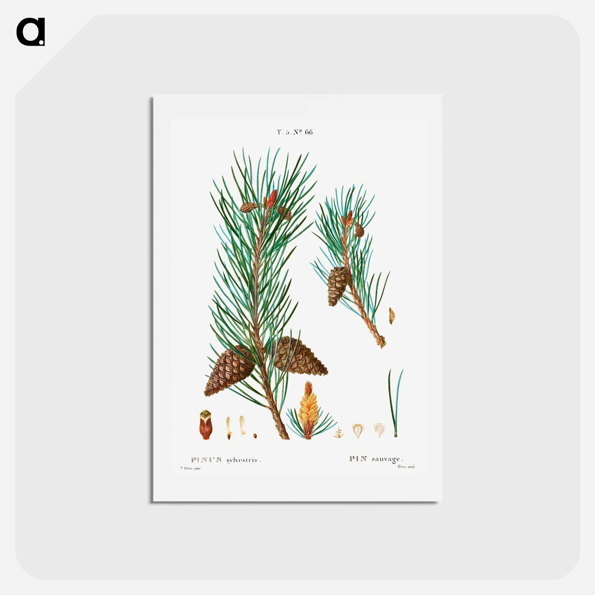 アートポストカード-Scots pine - ピエール ジョゼフ ルドゥーテ Postcard.