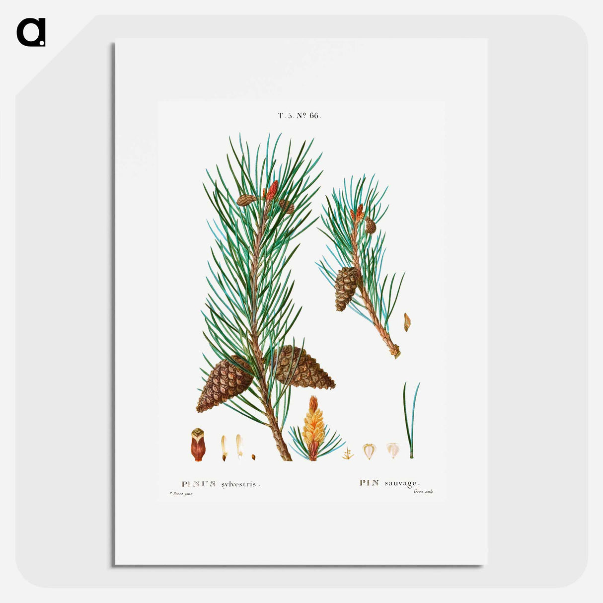 Scots pine - Pierre Joseph Redouté Poster.