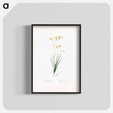 Freesia illustration - Pierre Joseph Redouté Poster.