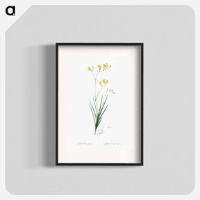 アートポスター-Freesia illustration - ピエール ジョゼフ ルドゥーテ Poster.
