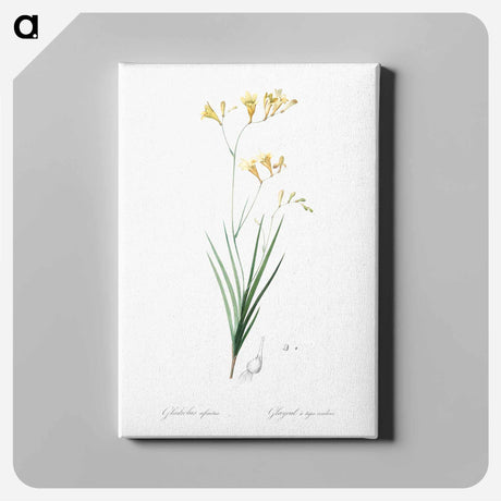 アートパネル-Freesia illustration - ピエール ジョゼフ ルドゥーテ Canvas.