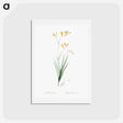アートポストカード-Freesia illustration - ピエール ジョゼフ ルドゥーテ Postcard.