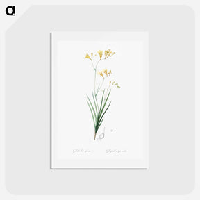 アートポストカード-Freesia illustration - ピエール ジョゼフ ルドゥーテ Postcard.