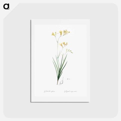 アートポストカード-Freesia illustration - ピエール ジョゼフ ルドゥーテ Postcard.