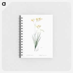 アートメモ帳-Freesia illustration - ピエール ジョゼフ ルドゥーテ Memo.