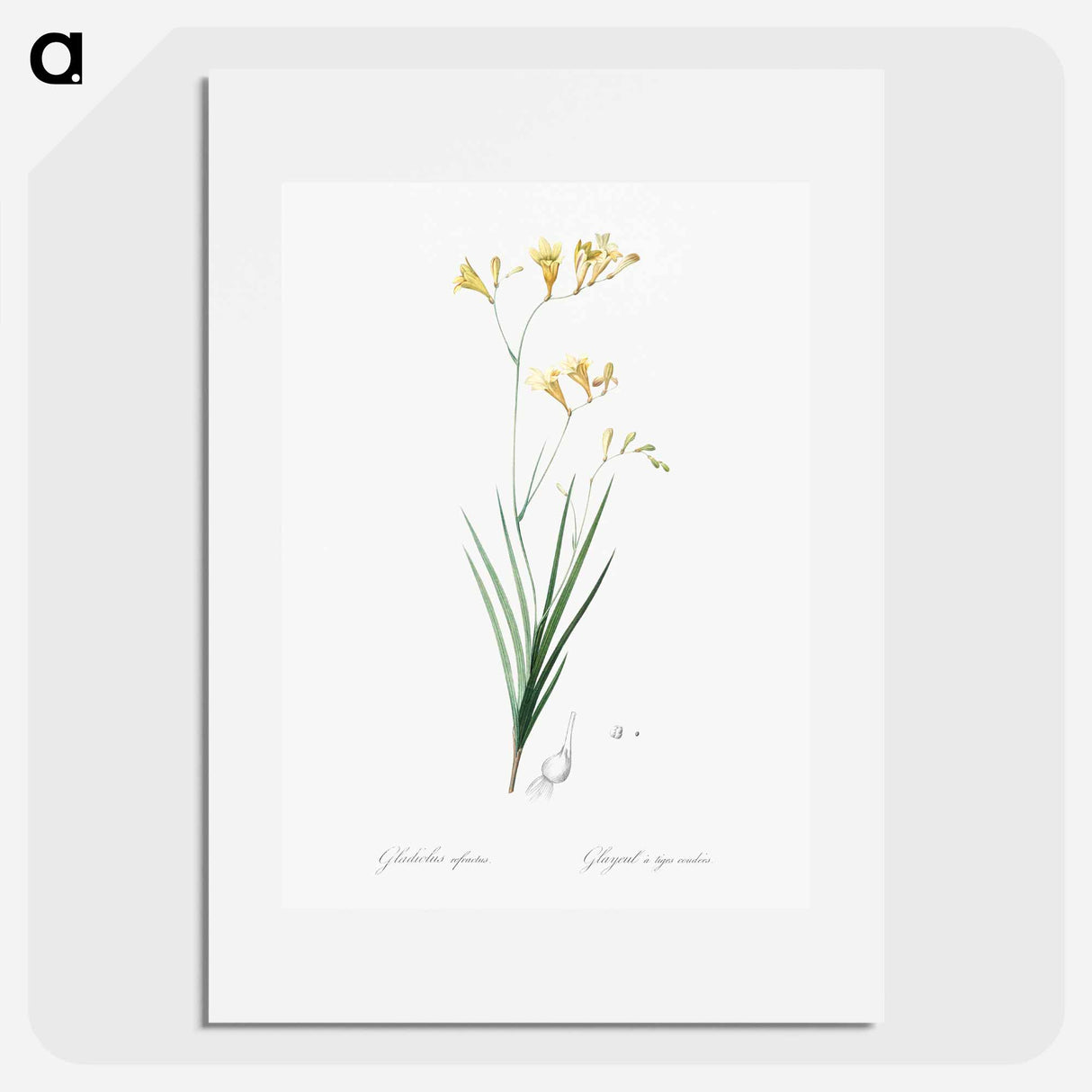 Freesia illustration - Pierre Joseph Redouté Poster.