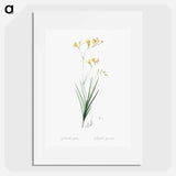 Freesia illustration - Pierre Joseph Redouté Poster.