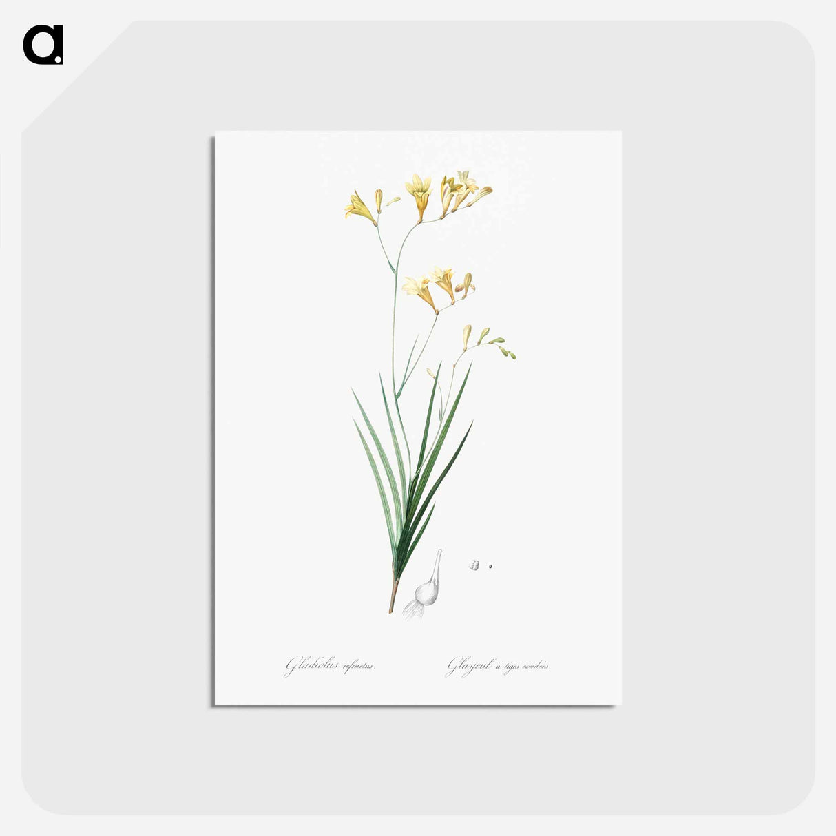アートポストカード-Freesia illustration - ピエール ジョゼフ ルドゥーテ Postcard.