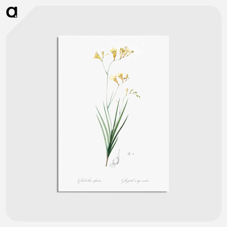 アートポストカード-Freesia illustration - ピエール ジョゼフ ルドゥーテ Postcard.