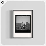 Mexican picking cantaloupes in the Imperial Valley, California - Dorothea Lange Poster.