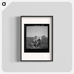アートポスター-Mexican picking cantaloupes in the Imperial Valley, California - ドロテア ラング Poster.