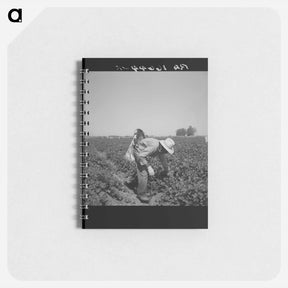 アートメモ帳-Mexican picking cantaloupes in the Imperial Valley, California - ドロテア ラング Memo.