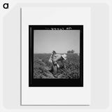 Mexican picking cantaloupes in the Imperial Valley, California - ドロテア ラング Poster.