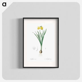 アートポスター-Lesser wild daffodil illustration - ピエール ジョゼフ ルドゥーテ Poster.