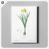 アートパネル-Lesser wild daffodil illustration - ピエール ジョゼフ ルドゥーテ Canvas.