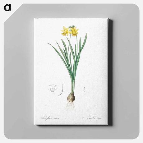 アートパネル-Lesser wild daffodil illustration - ピエール ジョゼフ ルドゥーテ Canvas.