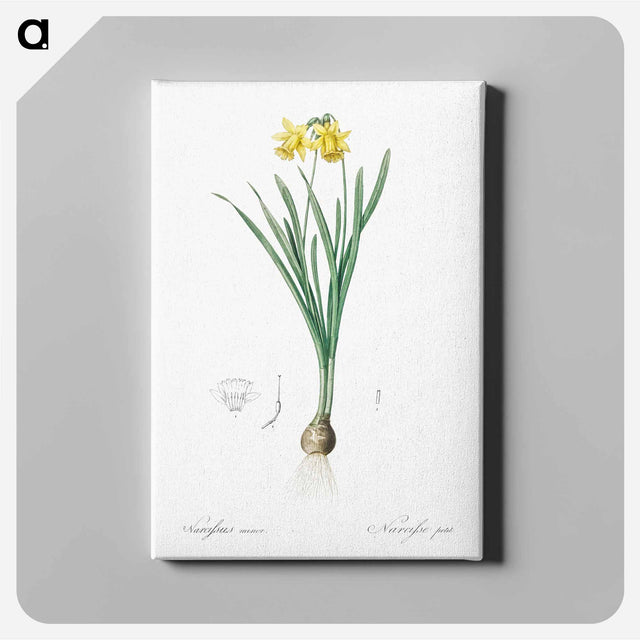アートパネル-Lesser wild daffodil illustration - ピエール ジョゼフ ルドゥーテ Canvas.