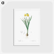アートポストカード-Lesser wild daffodil illustration - ピエール ジョゼフ ルドゥーテ Postcard.